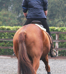 AHT EXPERT URGES RIDERS NOT TO SADDLE THEIR HORSE WITH PROBLEMS